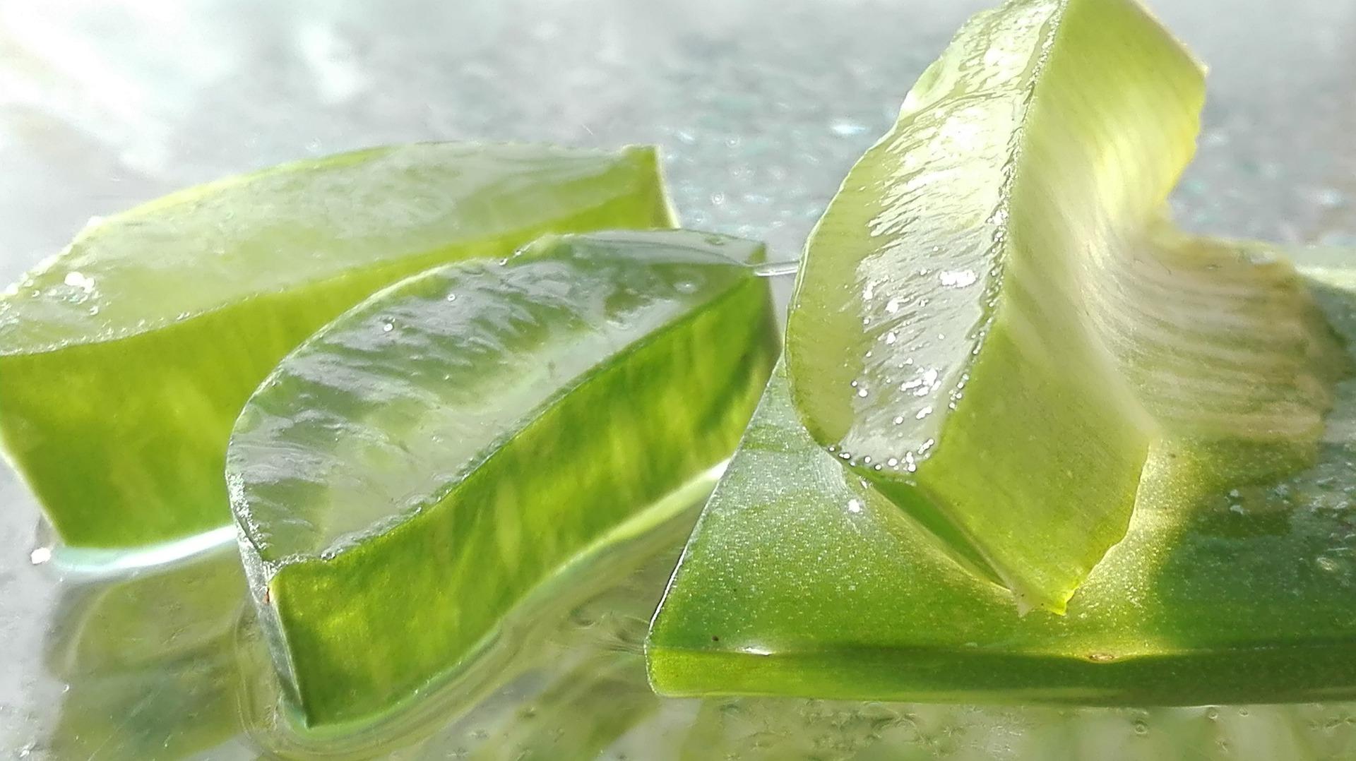 5 Grnde, warum du dich fr Aloe Vera entscheiden solltest  youfreen